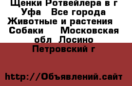 Щенки Ротвейлера в г.Уфа - Все города Животные и растения » Собаки   . Московская обл.,Лосино-Петровский г.